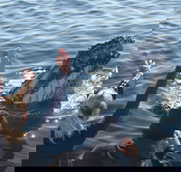 Eden Whale Festival - Geraldton Accommodation