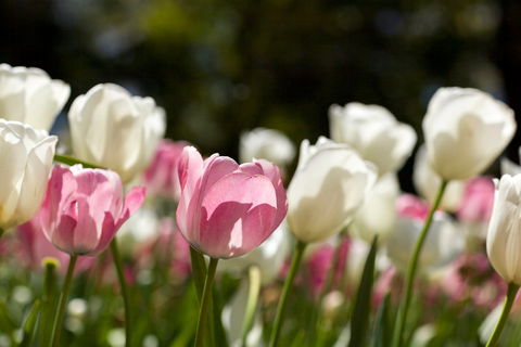 Floriade: Reimagined - Geraldton Accommodation 0