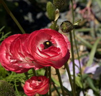 Garden Expo Benalla - Geraldton Accommodation