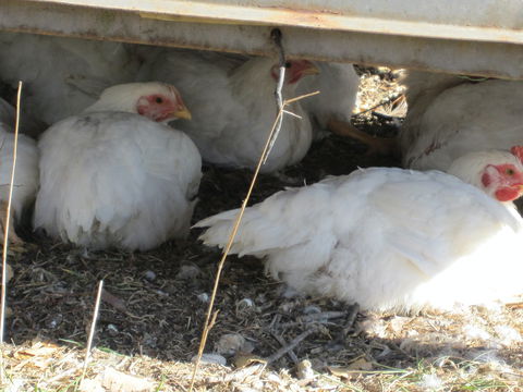 Keeping Healthy Backyard Chickens - Geraldton Accommodation 5