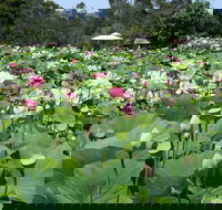 Lotus Flower Season - Geraldton Accommodation
