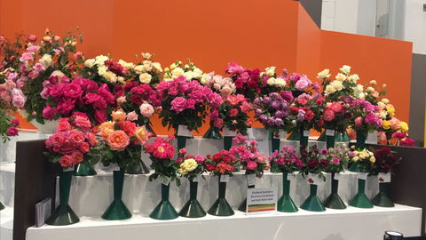 Roses By The Seaside: National Rose Championships And Conference - Geraldton Accommodation 1