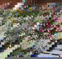 Sapphire Coast Orchid Club Spring Orchid Show - Geraldton Accommodation