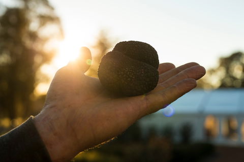The Truffle Festival - Canberra Region - Geraldton Accommodation 0
