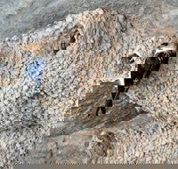 2020 Katherine Bird Festival - Geraldton Accommodation