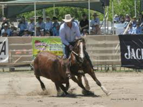 Dungog Team Penning - Geraldton Accommodation 1