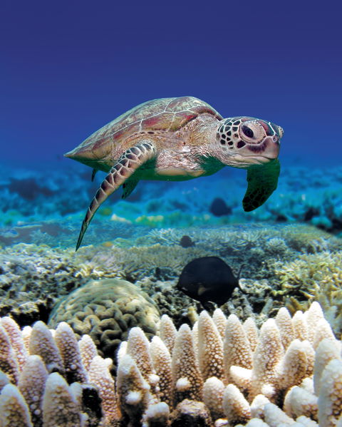 Great Adventures Green Island Ocean Swim - Geraldton Accommodation 2