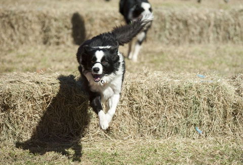 Great Nundle Dog Race - Geraldton Accommodation 0