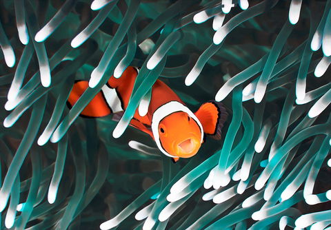 Great Barrier Reef Masters Games - Geraldton Accommodation 1
