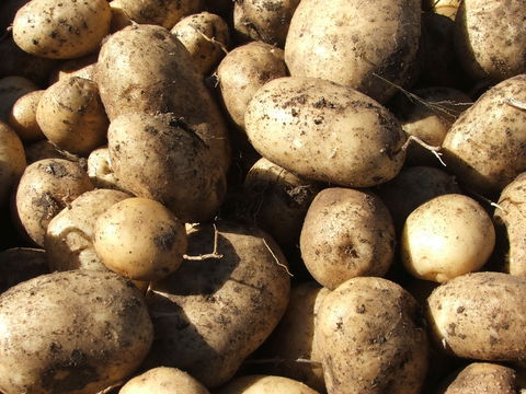 Guyra Lamb And Potato Festival - Geraldton Accommodation 1