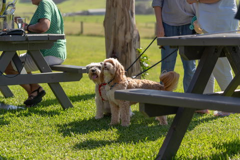 Live Music Sundays At Mountain Ridge Wines - Geraldton Accommodation 1
