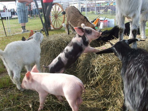 Primex Field Days - Online Virtual Event - Geraldton Accommodation 2