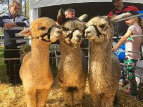 Tocal Field Days - Geraldton Accommodation 2