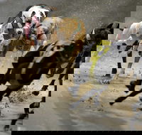 Twilight Greyhound Racing - Geraldton Accommodation
