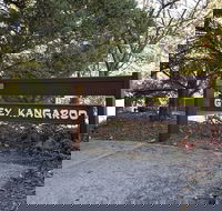 Grey Kangaroo- On Lake Jindabyne foreshore - Geraldton Accommodation