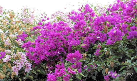 Capon Cottage - Geraldton Accommodation 2