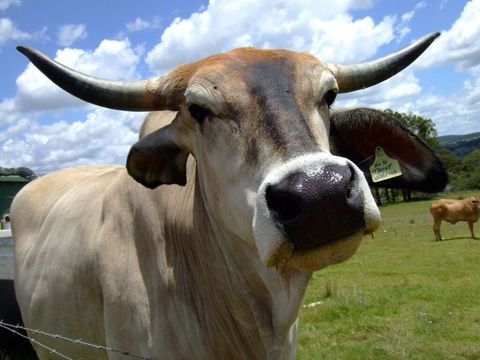 Escape To The Country - Enjoy The Firepit Or Explore Magical Bunya Mountains - Geraldton Accommodation 4
