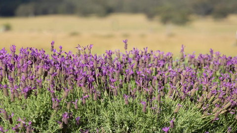 Bonn Abbey Magnificent Stone Abbey - Geraldton Accommodation 2
