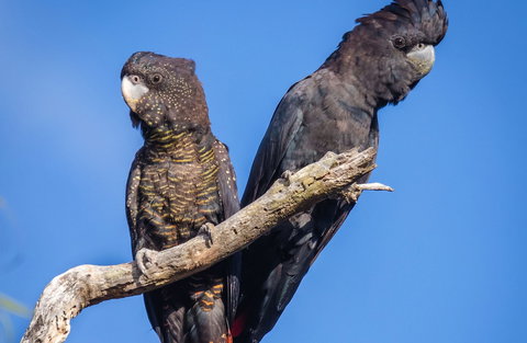 Bussells Bushland Cottages - Geraldton Accommodation 0