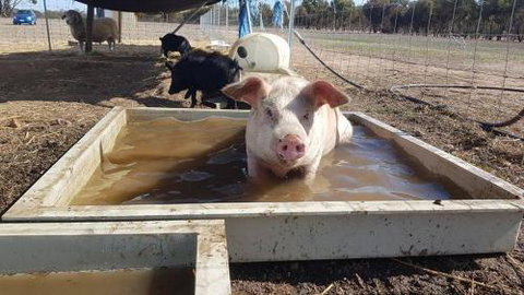 A Better Life Animal Sanctuary FarmStay Private Two Bedrooms Lounge Room & Bathroom & Toilet Shared Kitchen - Geraldton Accommodation 2