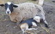 A Better Life Animal Sanctuary FarmStay Private Two Bedrooms Lounge Room & Bathroom & Toilet Shared Kitchen - thumb 1