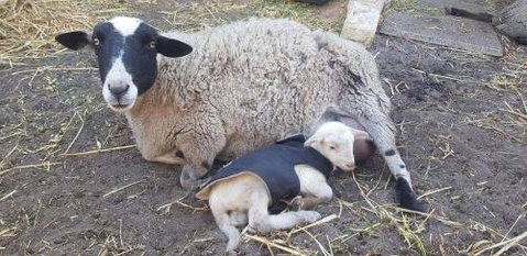 A Better Life Animal Sanctuary FarmStay Private Two Bedrooms Lounge Room & Bathroom & Toilet Shared Kitchen - Geraldton Accommodation 1