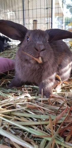 A Better Life Animal Sanctuary FarmStay Private Two Bedrooms Lounge Room & Bathroom & Toilet Shared Kitchen - Geraldton Accommodation 5