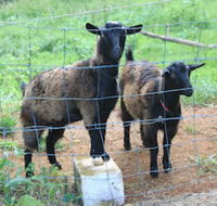 Alstonville Country Cottages - Geraldton Accommodation