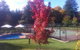Chestnut Tree Holiday Apartments - thumb 1