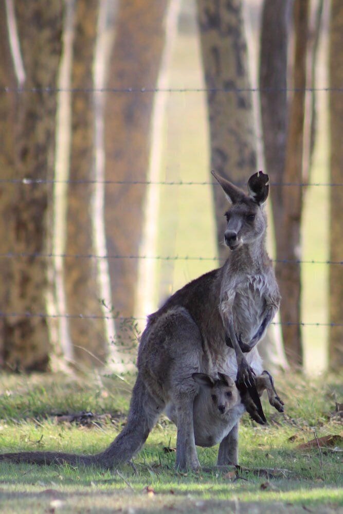 Windella NSW Geraldton Accommodation