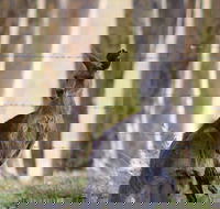 Bella Wind Bed  Breakfast - Geraldton Accommodation