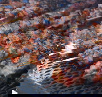 El Pinoy Grill - Geraldton Accommodation