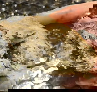 Sushi Ko - Geraldton Accommodation