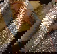 North Rocks Gourmet Pizza - Geraldton Accommodation