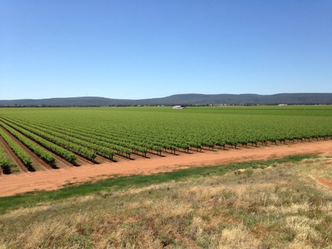Melange Wines - Geraldton Accommodation 0
