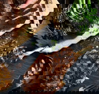 Outback Steakhouse Wollongong - Geraldton Accommodation