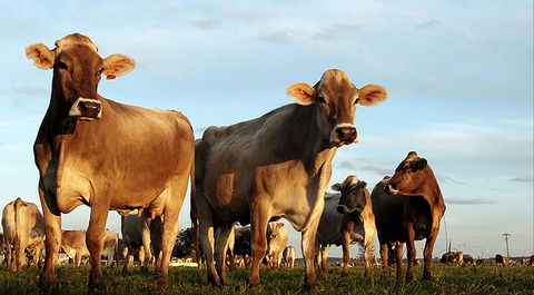 Hunter Belle Cheese - Geraldton Accommodation 1