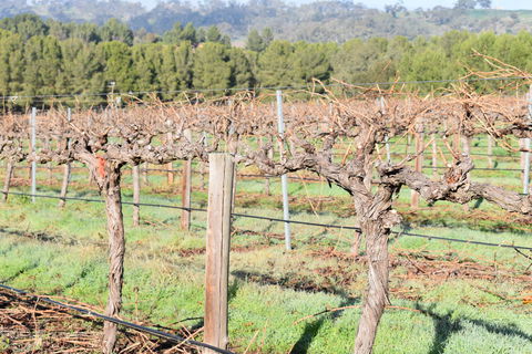 Paisley Wines - Geraldton Accommodation 2