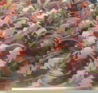 Flashy Chaps Fish and Chips - Geraldton Accommodation