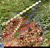 Davies Ground - Geraldton Accommodation