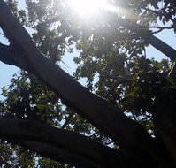 The Season Tree - Geraldton Accommodation