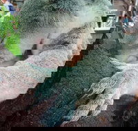 Champagne Bush Tucker Breakfast with the Koalas - Geraldton Accommodation