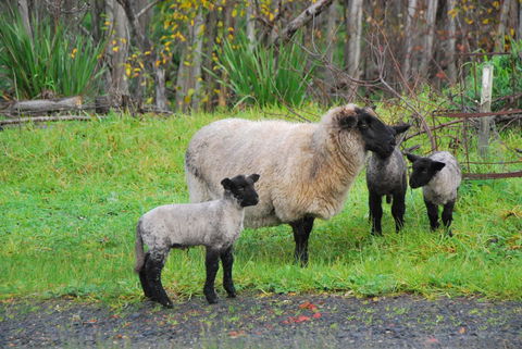 Back Valley Farmstay Bed And Breakfast - Geraldton Accommodation 13