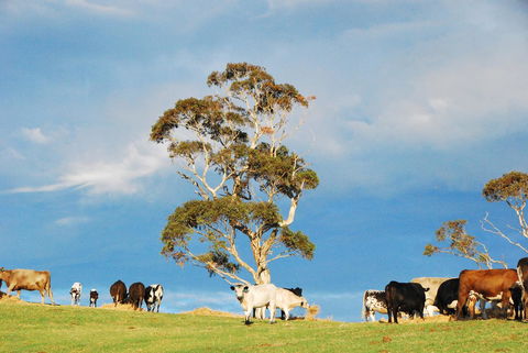 Back Valley Farmstay Bed And Breakfast - Geraldton Accommodation 18