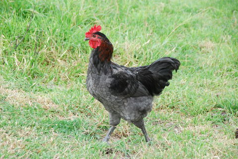 Back Valley Farmstay Bed And Breakfast - Geraldton Accommodation 17