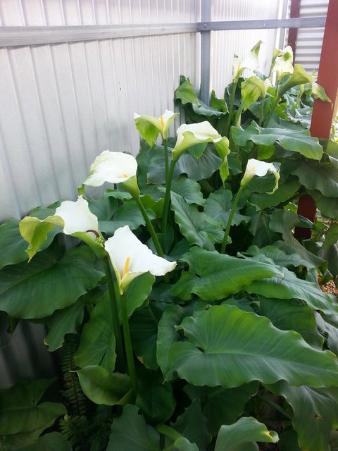 Addies Place Goolwa - Geraldton Accommodation 11
