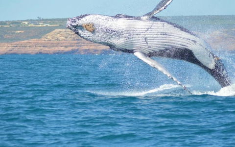 Unit 42 Kalbarri Beach Resort - Geraldton Accommodation 21
