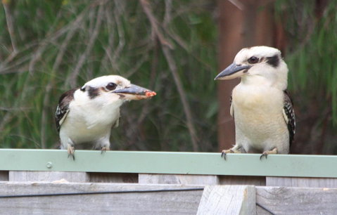 Riverview Tourist Park - Geraldton Accommodation 27