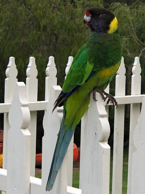 Riverview Tourist Park - Geraldton Accommodation 20