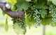 Thistle Hill Guesthouse - Walk To Many Wineries And Restaurants - thumb 44